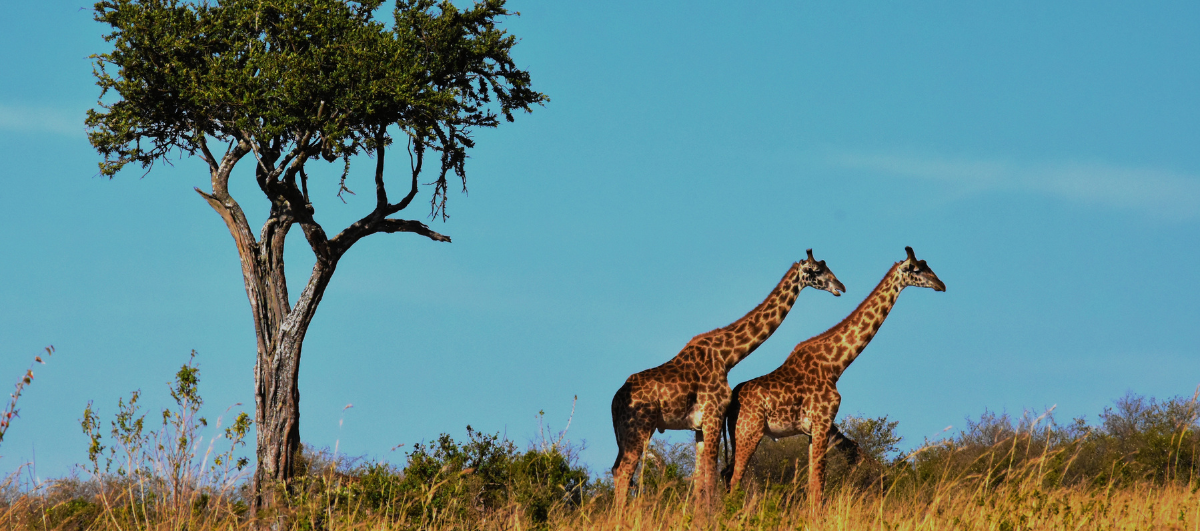 Visit Africa  platform integrated payment management 